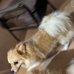 新しい飼い主さん募集 − 青森県