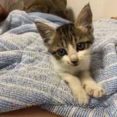 人懐こくて凄く可愛い子猫