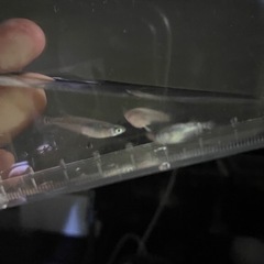 メダカ　スーパー魔王改　稚魚　若魚