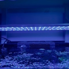 商談中 Red Sea reefer 170 レッドシー リーファー 水槽 引き取り限定 クーラーなしなら三万円値引き可能の画像