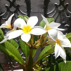 良い薫りの花が咲くプルメリアです。の画像