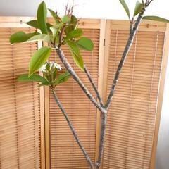 良い薫りの花が咲くプルメリアです。の画像