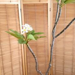 良い薫りの花が咲くプルメリアです。の画像