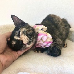 1日都内譲渡会参加！オシャレサビ柄甘えん坊♡陽気な性格ウェリナちゃん - 流山市