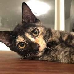 1日都内譲渡会参加！オシャレサビ柄甘えん坊♡陽気な性格ウェリナちゃん − 千葉県