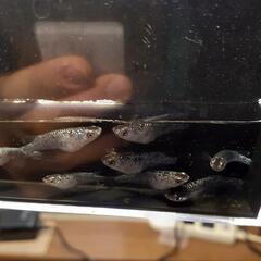 クラウドグレーダイヤめだかの稚魚10匹の画像