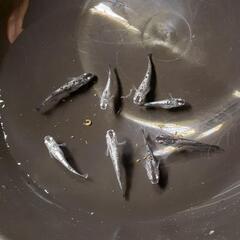 クラウドグレーダイヤめだかの稚魚10匹