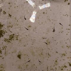 クラウドグレーダイヤめだかの稚魚10匹の画像