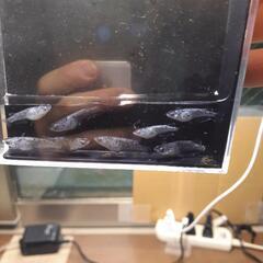 クラウドグレーダイヤめだかの稚魚10匹の画像