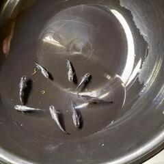 クラウドグレーダイヤめだかの稚魚10匹の画像
