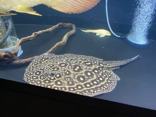 ブラジルモトロ