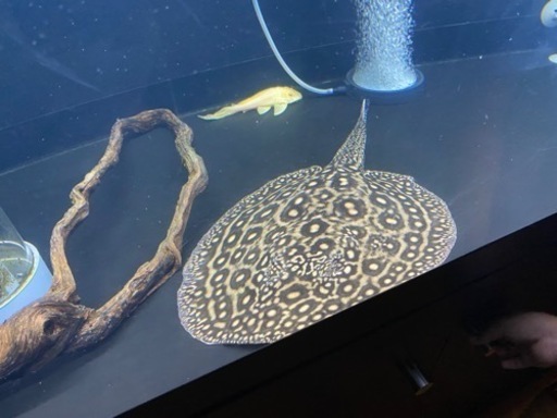 ブラジルモトロ 