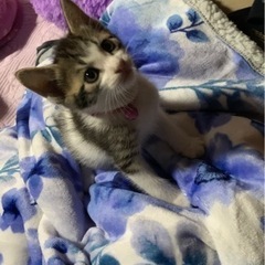 最高に可愛いモフモフちゃん三姉妹、一匹だけオスちゃん
