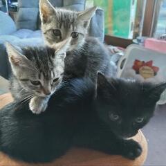 生後１ヶ月の子猫です