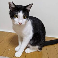 お見合い決定のため、一旦募集を停止します🐱去勢手術済み・右耳カッ...