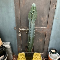 柱サボテン　観葉植物