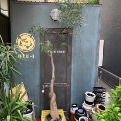ボトルツリー　観葉植物