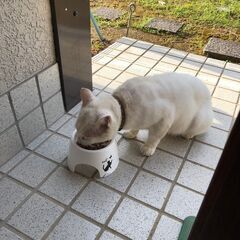 迷い猫を保護しています
