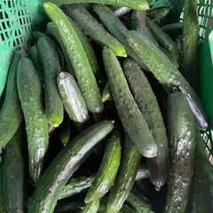 90朝収穫きゅうり！苗元気です！量相談で決めましょう！値段オープン価格です。もしよかったらよろしくお願いします。の画像