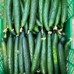 90朝収穫きゅうり！苗元気です！量相談で決めましょう！値段オープン価格です。もしよかったらよろしくお願いします。の画像