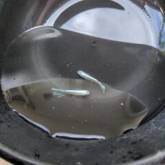 メダ活しませんか??