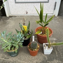 植物