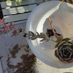 花が咲いている　多肉植物の画像