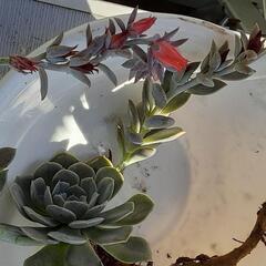 花が咲いている　多肉植物の画像