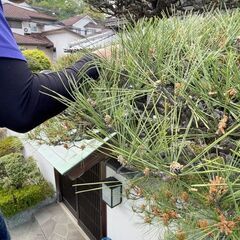 西宮北口から一駅⭐️履歴書不要　お庭のお手入れ、清掃作業　剪定　除草　造園　の画像