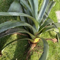 アオノリュウゼツラン　アガベ　抜き苗の画像