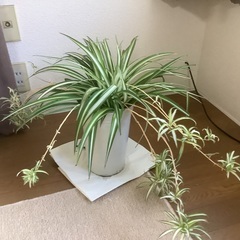 オリズルラン