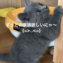 ★元気で人懐っこく甘えん坊です(=^・^=)