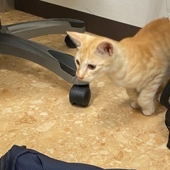 推定7ヶ月♂幸運のしるし‼️カギしっぽのオスの茶トラ仔猫