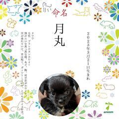 犬友