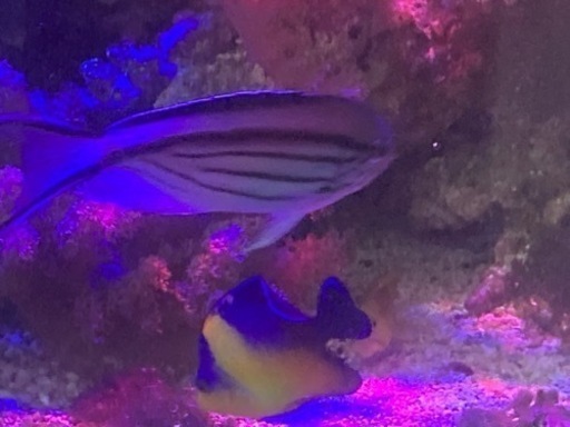 海水魚　シマヤッコ　スミレヤッコ　ニシキヤッコ他