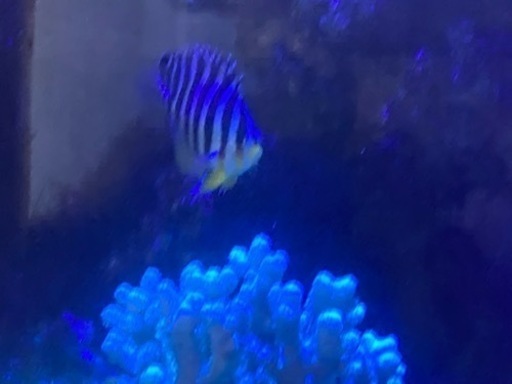 海水魚　シマヤッコ　スミレヤッコ　ニシキヤッコ他