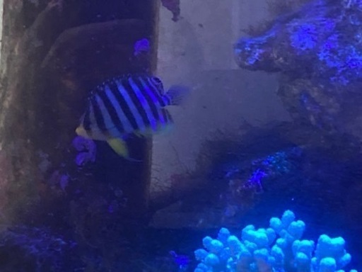 海水魚　シマヤッコ　スミレヤッコ　ニシキヤッコ他