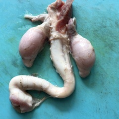鹿鞭2