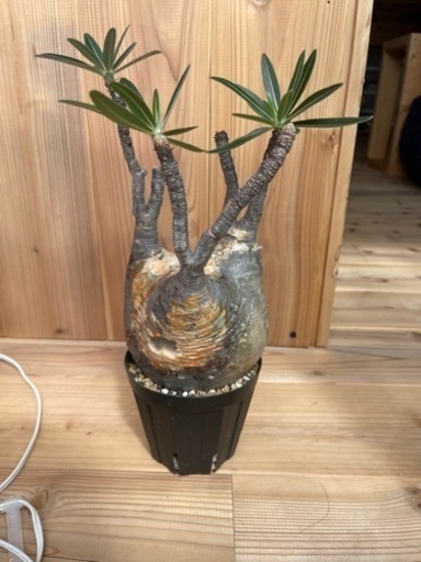 パキポディウムグラキリス 現地球 発根済 塊根植物