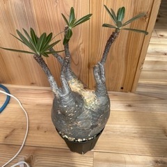 パキポディウムグラキリス 現地球 発根済 塊根植物の画像