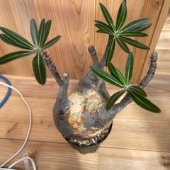 パキポディウムグラキリス 現地球 発根済 塊根植物の画像