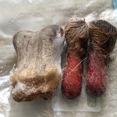 鹿茸3