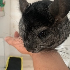 チンチラ　グレーエポニー　オス　メス　2匹または1匹ずつの募集です。
