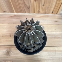 ペクチニフェラ サボテン 大株の画像