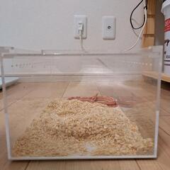 爬虫類ケージの画像