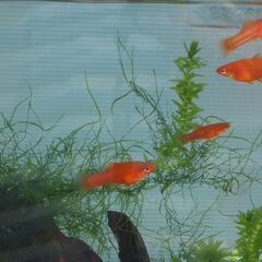 ソードテール 幼魚 3～４cm ５匹