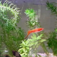ソードテール 幼魚 3～４cm ５匹の画像