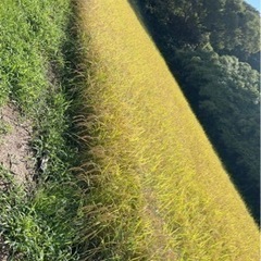 ⚠️条件あり【令和5年度新米】🌾能登産コシヒカリ　玄米30kg