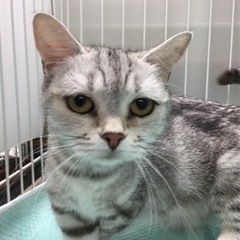 マンチカン　6歳