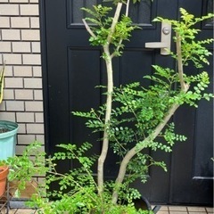 お値下げ！シマトネリコ　約130cm